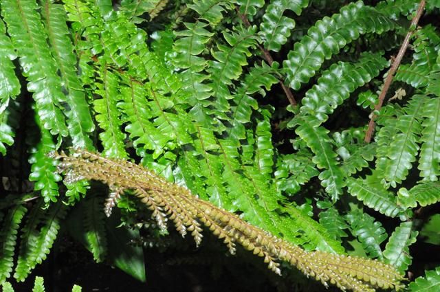 Malaysia Tree maidenhair fern